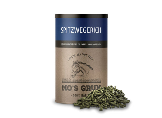 Ribsplante - Spitzwegerich // 23,90 EUR